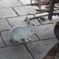 Lapine à donner #1