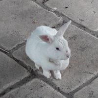 Lapine à donner