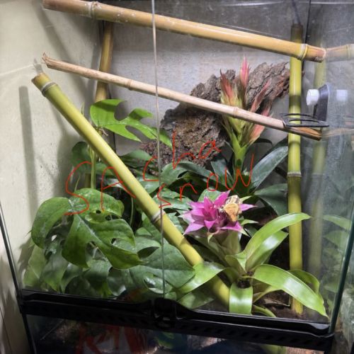 Terrarium 45x45x60 + gecko ciliatus #1