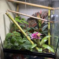 Terrarium 45x45x60 + gecko ciliatus #1