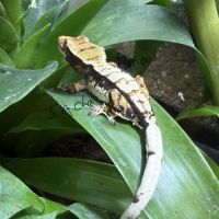 Terrarium 45x45x60 + gecko ciliatus
