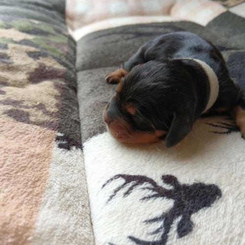 Chiots cockers anglais #1