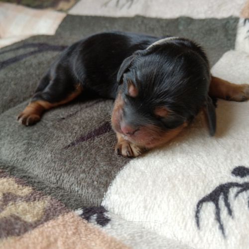 Chiots cockers anglais #0