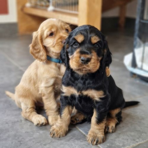 Chiots cockers anglais