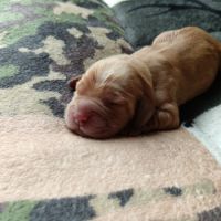 Chiots cockers anglais #5