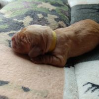 Chiots cockers anglais #6