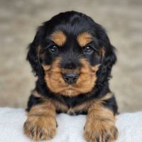 Chiots cockers anglais #1