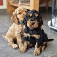 Chiots cockers anglais