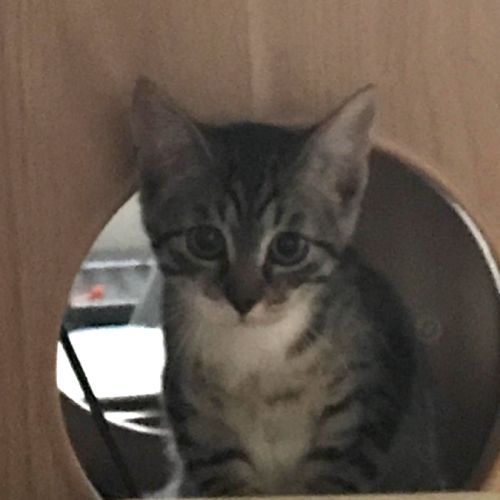 Bonito- chaton parfait ! #4