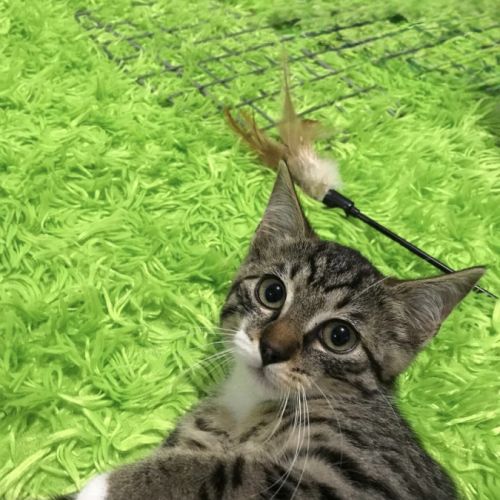 Bonito- chaton parfait ! #6