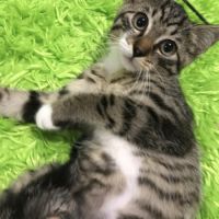 Bonito- chaton parfait !