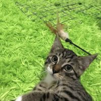 Bonito- chaton parfait ! #6