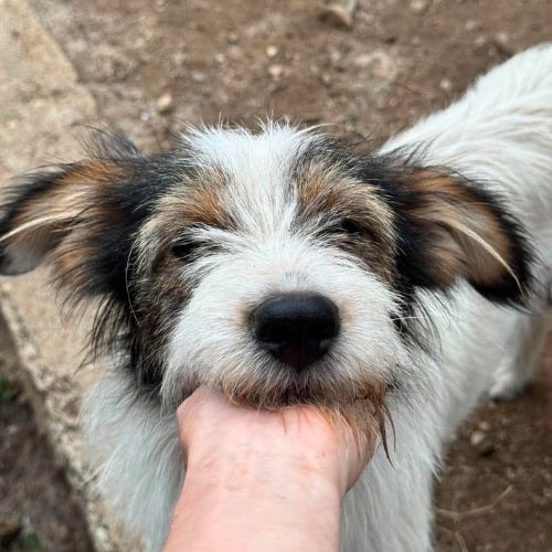 Ozie sortie de fourriere #1