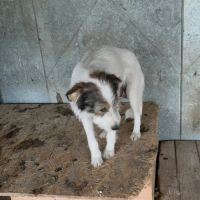 Ozie sortie de fourriere #6