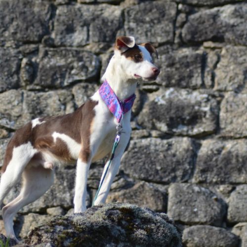 Apache, chien nu pérou variété à fourrure #1