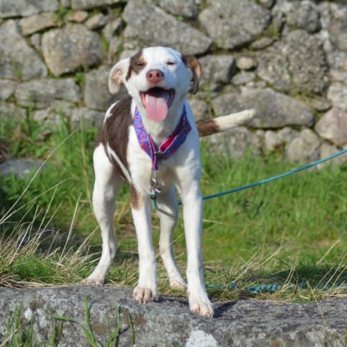 Apache, chien nu pérou variété à fourrure #3