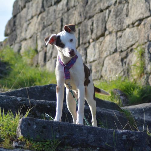 Apache, chien nu pérou variété à fourrure #5