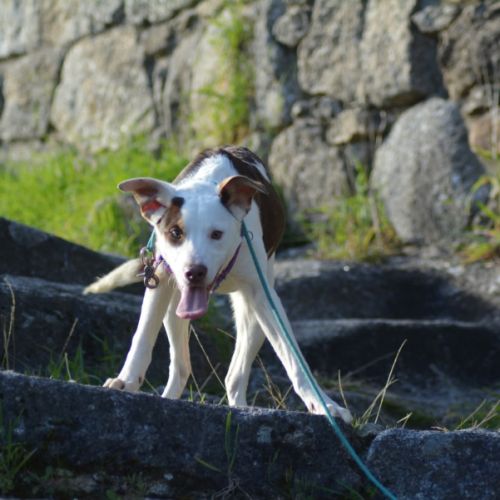 Apache, chien nu pérou variété à fourrure #6