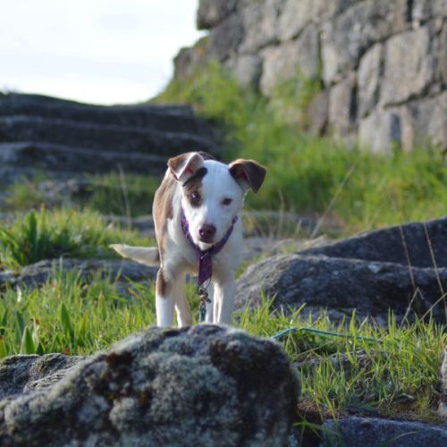 Apache, chien nu pérou variété à fourrure #9
