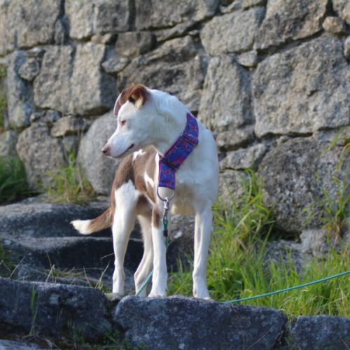 Apache, chien nu pérou variété à fourrure #10