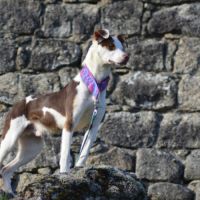 Apache, chien nu pérou variété à fourrure #1
