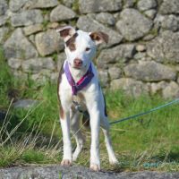 Apache, chien nu pérou variété à fourrure