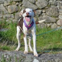 Apache, chien nu pérou variété à fourrure #3