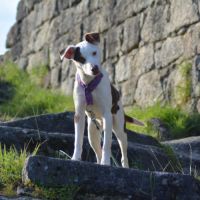 Apache, chien nu pérou variété à fourrure #5