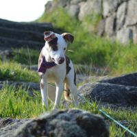 Apache, chien nu pérou variété à fourrure #7