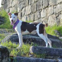 Apache, chien nu pérou variété à fourrure #8
