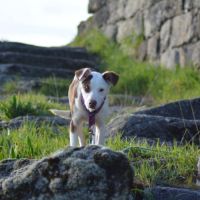 Apache, chien nu pérou variété à fourrure #9