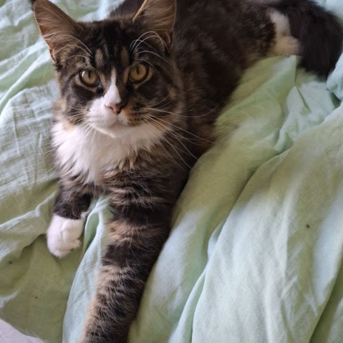 Mâle maine coon