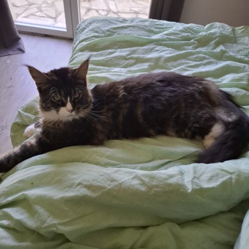Mâle maine coon #2