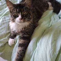Mâle maine coon #0