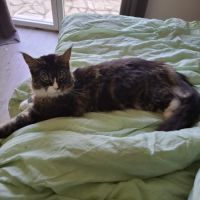 Mâle maine coon #2