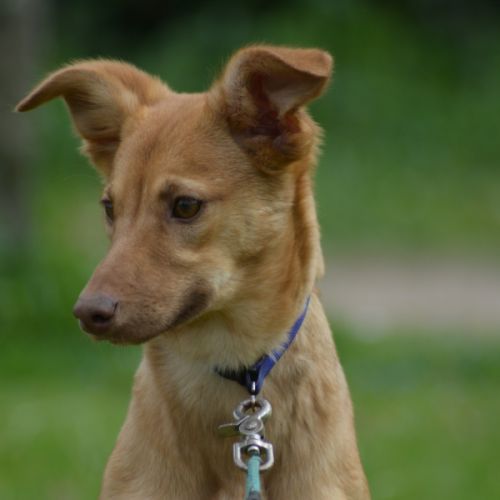 Azucena, femelle chien du pérou variété à fourrure #0