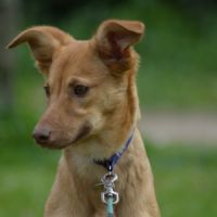 Azucena, femelle chien du pérou variété à fourrure