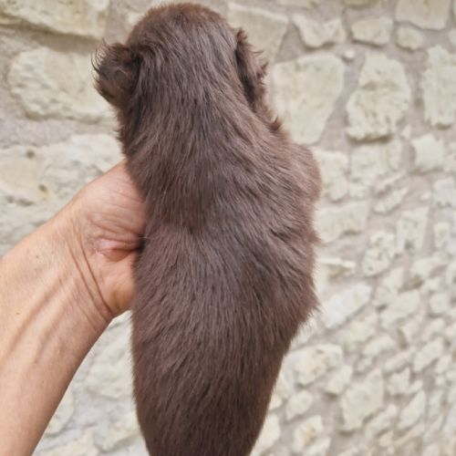 Superbe petite femelle chihuahua chocolat dept 86 #2