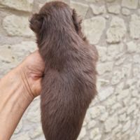 Superbe petite femelle chihuahua chocolat dept 86 #2