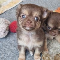 Superbe petite femelle chihuahua chocolat dept 86 #3