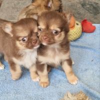Superbe petite femelle chihuahua chocolat dept 86