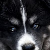 Togo pomsky f4, mâle miniature #2