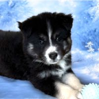 Togo pomsky f4, mâle miniature #5