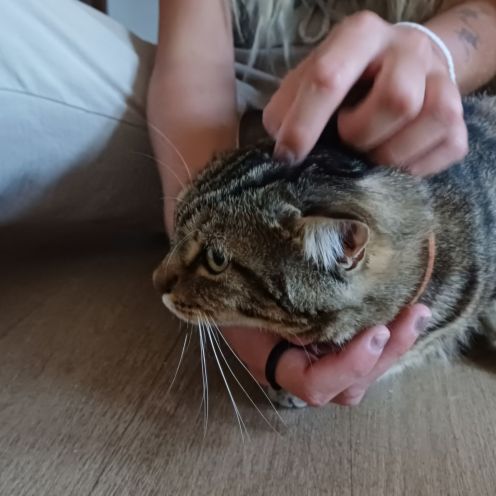 Chat doux et affectueux à donner