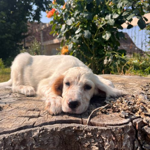 Chiots setter anglais