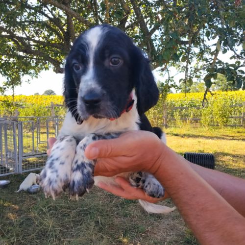 Chiots setter anglais