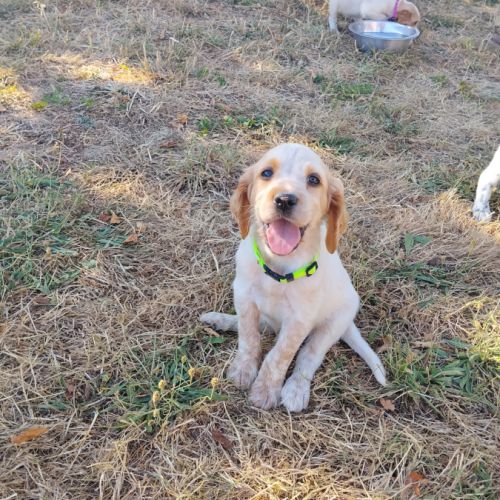 Chiots setter anglais #2