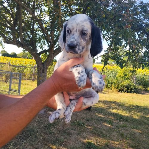 Chiots setter anglais #6