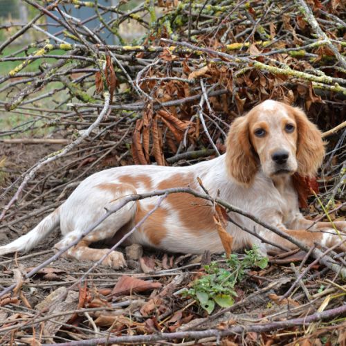 Chiot setter anglais
