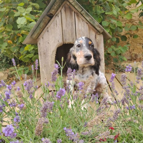 Chiot setter anglais #3
